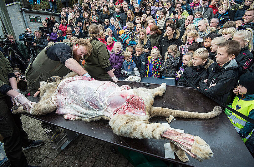 Mitarbeiter des Zoo Odense sezieren einen Löwen vor Schulkindern.