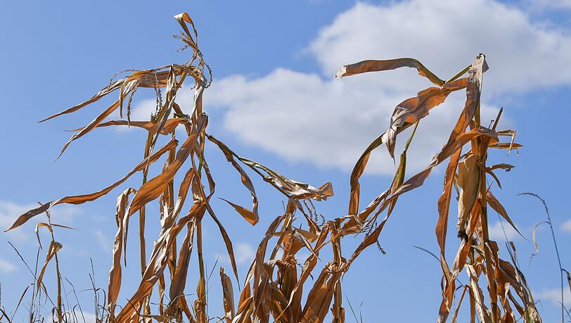 Langfristige Sommerprognosen von Wetterdiensten zeigen Tendenzen, liefern aber keine konkreten Vorhersagen für einzelne Tage oder Wochen.