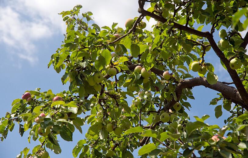 Ein großer starker Baum im Garten wie diese Eiche prägt das Bild vom Grundstück.