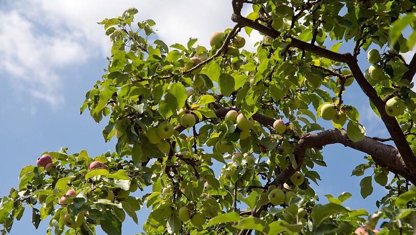 Ein großer starker Baum im Garten wie diese Eiche prägt das Bild vom Grundstück. Ein großer starker Baum im Garten wie diese Eiche prägt das Bild vom Grundstück.
