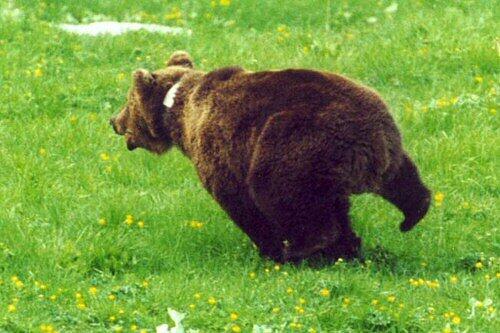 Kamtschatka-Bären sehen so aus wie dieser Braunbär