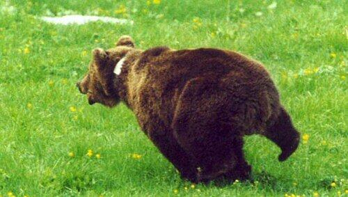 Kamtschatka-Bären sehen so aus wie dieser Braunbär