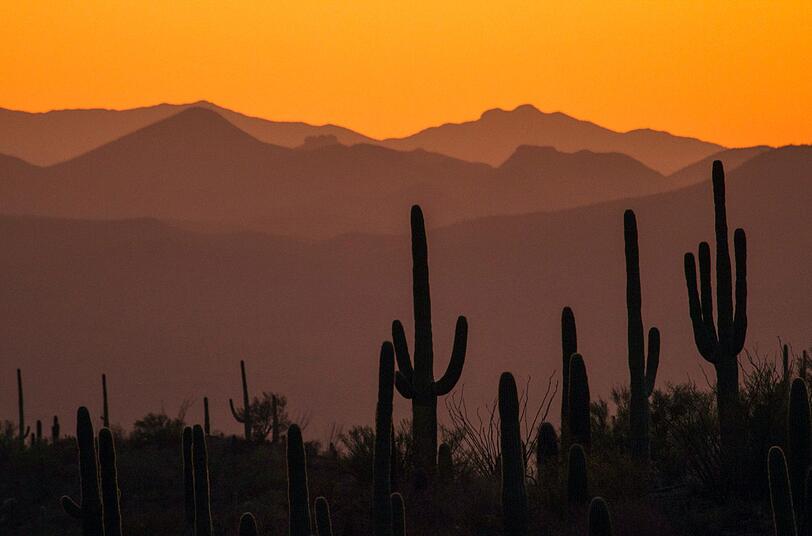 Die Saguaro-Kakteen können bis zu 14 Meter hoch und bis zu 250 Jahre alt werden. Die Saguaro-Kakteen können bis zu 14 Meter hoch und bis zu 250 Jahre alt werden.