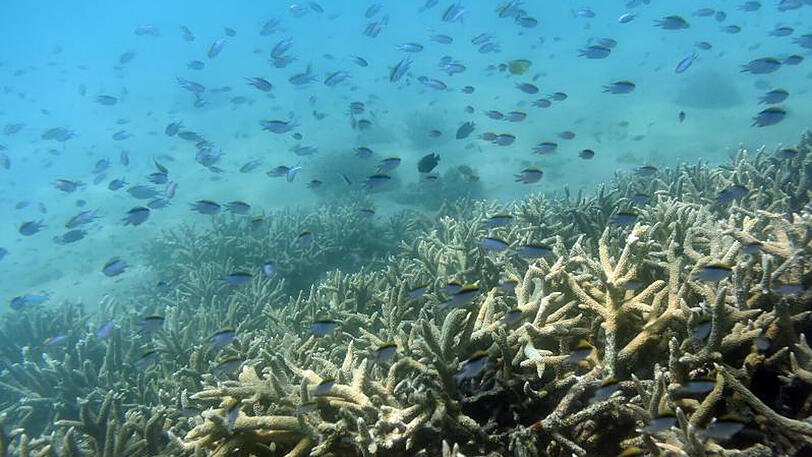 Tropische Fische schwimmen am Rand eines von Korallenbleiche betroffenen Areals.