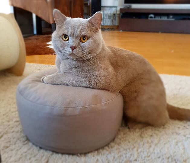 Karlo