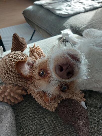 Gioia ist mein Kindheitstraum auf vier Pfoten: sanftmütig, etwas schüchtern und neugierig. Sie braucht kein Tamtam, beobachtet lieber und erobert Herzen mit ihrer ruhigen Art. Für mich ist sie der beste Hund, weil wahres Glück oft in den stillen Momenten steckt.