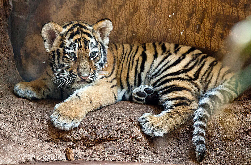 Die Tiger-Babys Aljoscha und Volodya aus dem Nürnberger Zoo.
