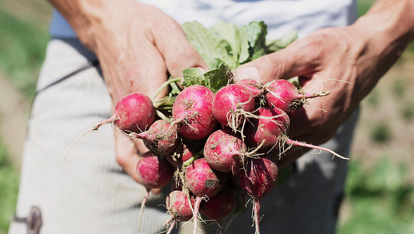 In den Achtziger Jahren mussten auch Bio-Bauern ihre Waren noch über den konventionellen Handel verkaufen. Heute geht das Biogemüse dank Tagwerk direkt vom Erzeuger zum Verbraucher. In den Achtziger Jahren mussten auch Bio-Bauern ihre Waren noch über den konventionellen Handel verkaufen. Heute geht das Biogemüse dank Tagwerk direkt vom Erzeuger zum Verbraucher.