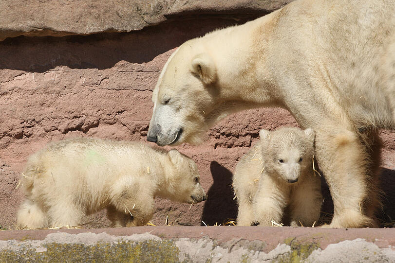 Unsere Eisbärchen Aleut und Gregor mit Mama Vera bei ihrem ersten Ausflug im Freigehege.