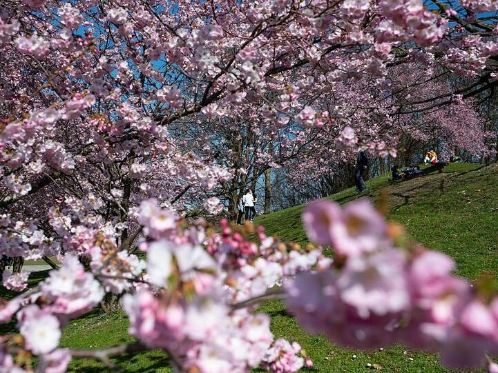 Blühende Kirschbäume stehen im Münchner Olympiapark. Foto: Sven Hoppe/dpa/Symbolbild