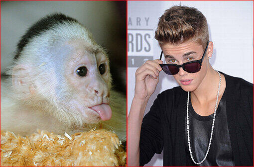 Die Stunden mit Kapuzineräffchen &bdquo;Mally&ldquo; waren gezählt und der kleine &bdquo;Freund&ldquo; blieb in Deutschland zurück: Justin Bieber hat sich jetzt ein neues Äffchen zugelegt.
