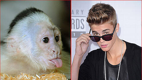 Die Stunden mit Kapuzineräffchen &bdquo;Mally&ldquo; waren gezählt und der kleine &bdquo;Freund&ldquo; blieb in Deutschland zurück: Justin Bieber hat sich jetzt ein neues Äffchen zugelegt.