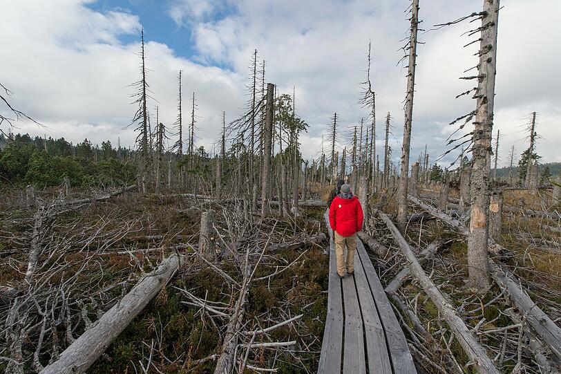 Holzbohlen führen den Wanderer durch eine mystische Landschaft.