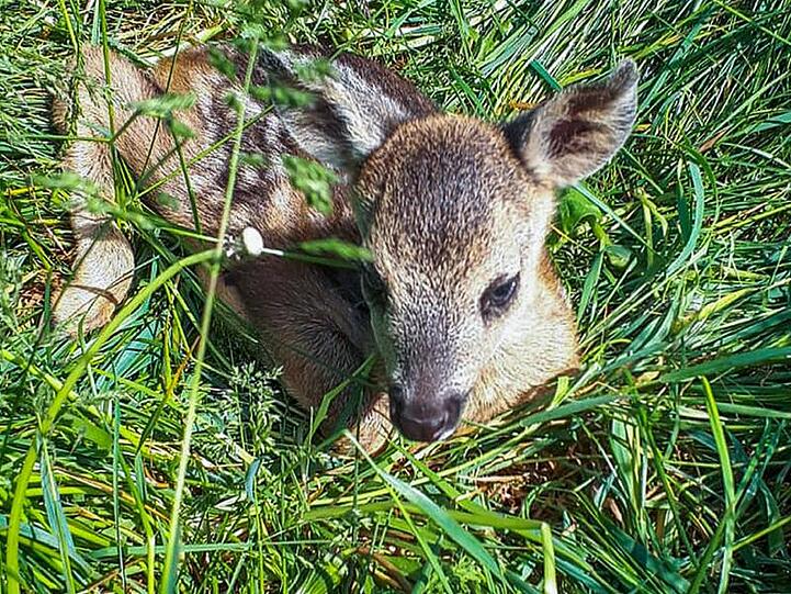 Ein kleines Rehkitz liegt im hohen Gras. Foto: ---/Wildtierrettung/dpa/Symbolbild