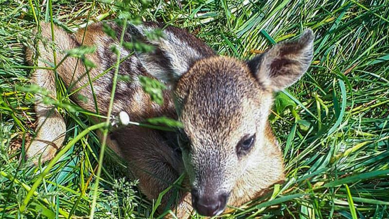 Ein kleines Rehkitz liegt im hohen Gras. Foto: ---/Wildtierrettung/dpa/Symbolbild Ein kleines Rehkitz liegt im hohen Gras. Foto: ---/Wildtierrettung/dpa/Symbolbild