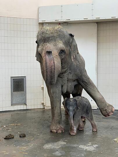 Elefantenbaby Otto wird demnächst in die Herde eingewöhnt. Die beiden Tanten Panang und Mangala sind sicherlich schon gespannt auf den Nachwuchs. Elefantenbaby Otto wird demnächst in die Herde eingewöhnt. Die beiden Tanten Panang und Mangala sind sicherlich schon gespannt auf den Nachwuchs.