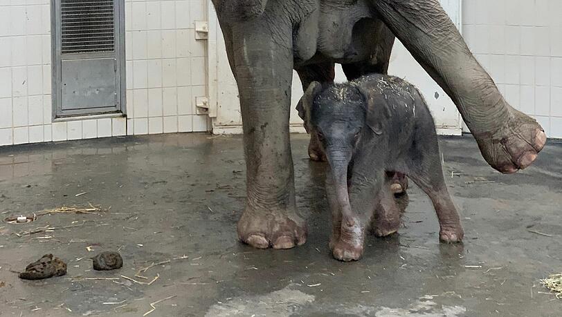 Elefantenbaby Otto wird demnächst in die Herde eingewöhnt. Die beiden Tanten Panang und Mangala sind sicherlich schon gespannt auf den Nachwuchs. Elefantenbaby Otto wird demnächst in die Herde eingewöhnt. Die beiden Tanten Panang und Mangala sind sicherlich schon gespannt auf den Nachwuchs.
