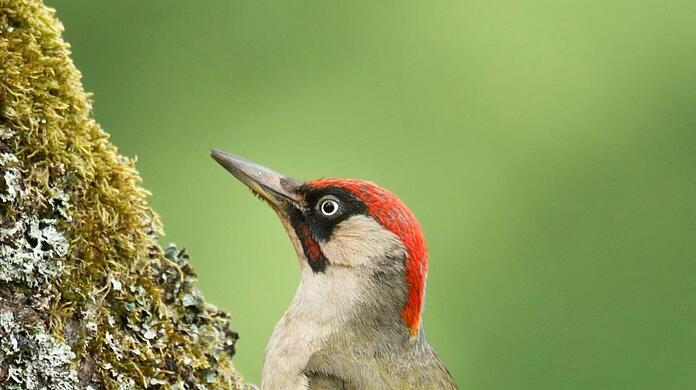 Im Biotop Kapuzinerhölzl sind neben vielen gefährdeten Pflanzenarten und Insekten auch seltene Vögel anzutreffen - wie der Grünspecht mit seinem orangerot gefärbten Kopf.