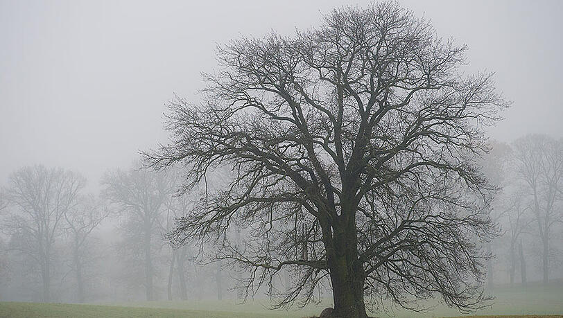 Typisches November-Schmuddelwetter. Mit etwas Glück lässt sich ab Sonntag aber etwas Sonne sehen. Typisches November-Schmuddelwetter. Mit etwas Glück lässt sich ab Sonntag aber etwas Sonne sehen.