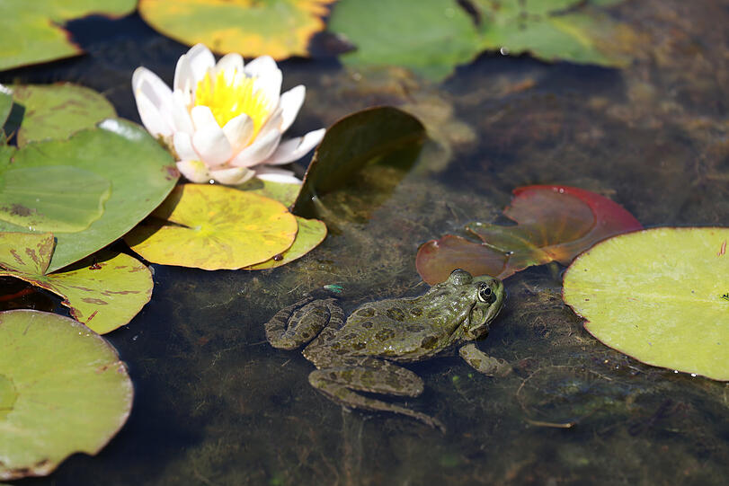 Hin und wieder quakt auch ein Frosch, dieses Exemplar hat der Stadtspaziergänger im Seerosenteich entdeckt.