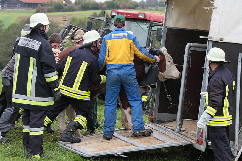 In einer spektakulären Aktion hat die Feuerwehr einen in der Nacht von Samstag auf Sonntag ausgebrochenen Stier wieder eingefangen - die Bilder.