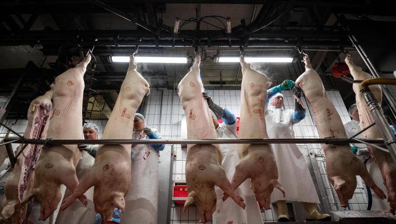 Mitarbeiter eines Schlachthofs zerteilen am Fließband hängende Schweine. Mitarbeiter eines Schlachthofs zerteilen am Fließband hängende Schweine.