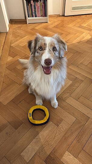 Emil ist nicht nur mein Assistenzhund in Ausbildung, und damit sowieso Lebensretter, sondern auch professionelle Knalltüte. Dieser Hund sprengt jede Planung mit seinen Einfällen und macht mein Leben damit bunter und witziger. Emils Einfälle sind vollkommen irre - und verdammt schlau.