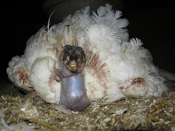 Auch der Züchter dieser Pute beliefert die Wiesn.