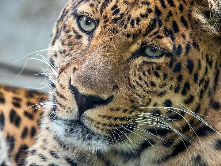 Ein China-Leoparden-Männchen in einem Zoo.