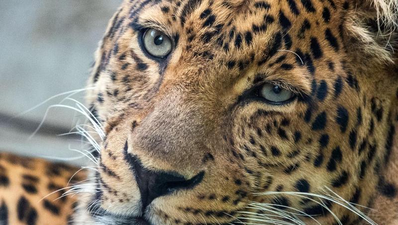 Ein China-Leoparden-Männchen in einem Zoo. Ein China-Leoparden-Männchen in einem Zoo.