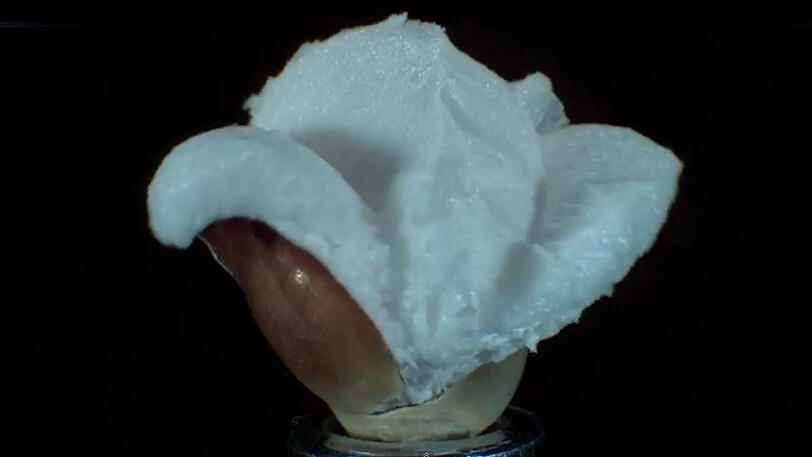 Heiße Sache in Zeitlupe: So wird Mais zu Popcorn.