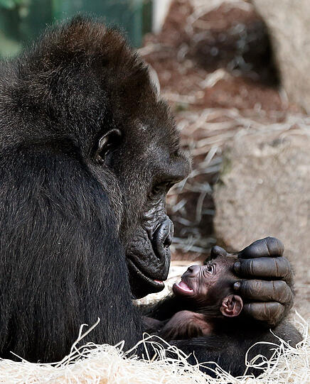 Kuschelige Ostern hat das süße Gorillababy im Tierpark Hellabrunn.
