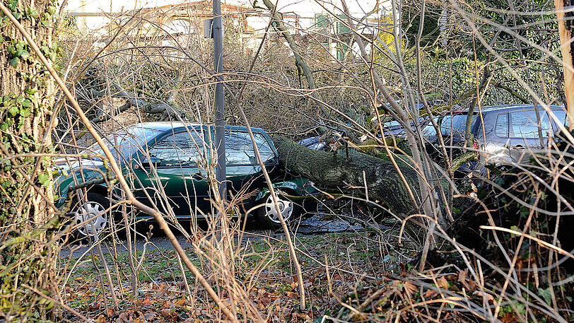 Bilder vom Feuerwehreinsatz am Agnes-Bernauer-Platz in Laim. Dort stürzte am Donnerstagmorgen ein Baum auf fünf geparkte Autos, zwei davon wurden vollkommen zerstört.
