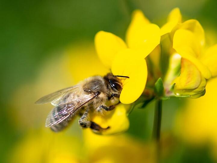 Insgesamt gibt es in Deutschland mehr als 100.000 Imker und eine Million Honigbienen-Völker.
