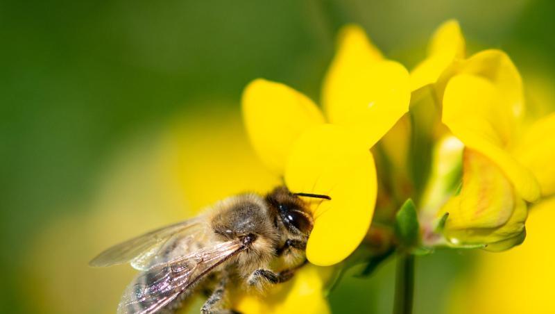 Insgesamt gibt es in Deutschland mehr als 100.000 Imker und eine Million Honigbienen-Völker. Insgesamt gibt es in Deutschland mehr als 100.000 Imker und eine Million Honigbienen-Völker.