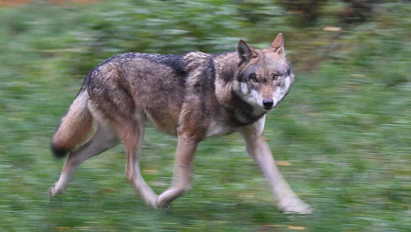 Laut Polizei hat der Wolf eine Frau gebissen und verletzt. (Symbolbild)