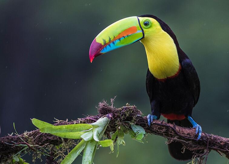 Neben der F&auml;rbung ist auch die Gr&ouml;&szlig;e des Tukanschnabels auffallend, vor allem im Verh&auml;ltnis zum restlichen K&ouml;rper des Vogels. Relativ neu ist die Theorie, dass sich der Tukan dadurch K&uuml;hlung verschaffen kann: &Uuml;ber diese von der Natur gro&szlig;z&uuml;gig bemessene Fl&auml;che kann er jede Menge W&auml;rme abstrahlen.