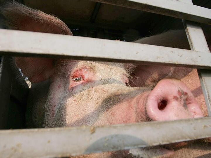 Ein Schwein schaut aus einem Spalt der Heckladeklappe eines Tiertransporters.