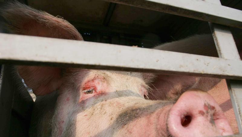 Ein Schwein schaut aus einem Spalt der Heckladeklappe eines Tiertransporters. Ein Schwein schaut aus einem Spalt der Heckladeklappe eines Tiertransporters.
