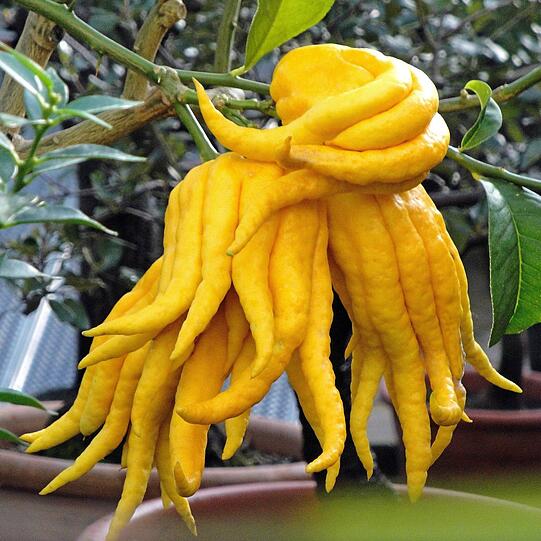 Eine ungewöhnliche Frucht trägt dieser Zitrusstrauch zur Zeit im Botanischen Garten und sieht dabei so appetitlich aus, dass man davon mal kosten möchte