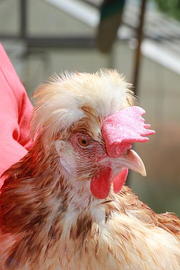 In der Südsteiermark wird das Sulmtaler Huhn mit Erfolg gezüchtet.