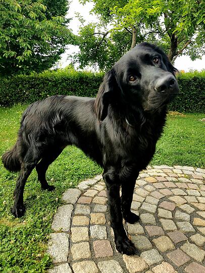 Eljano