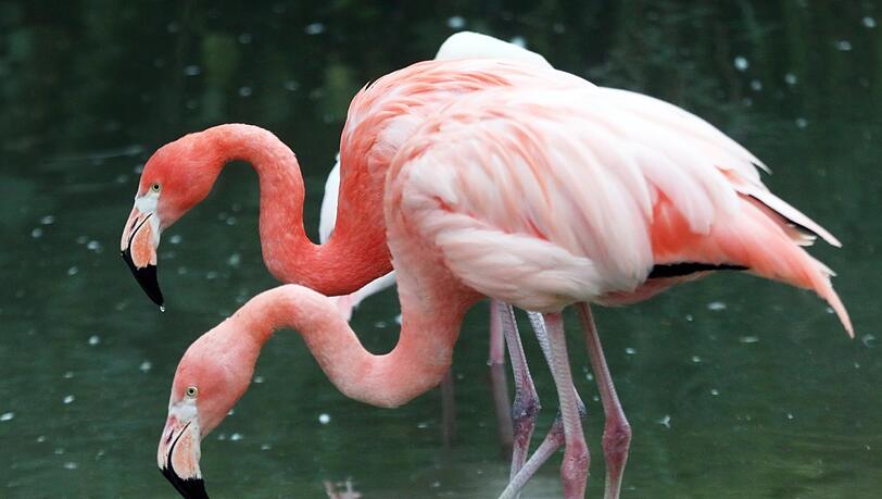 Bei den Flamingos im Tierpark Hellabrunn gibt es homosexuelle Pärchen. Für viele gilt der Flamingo als Wappentier in der queeren Community.