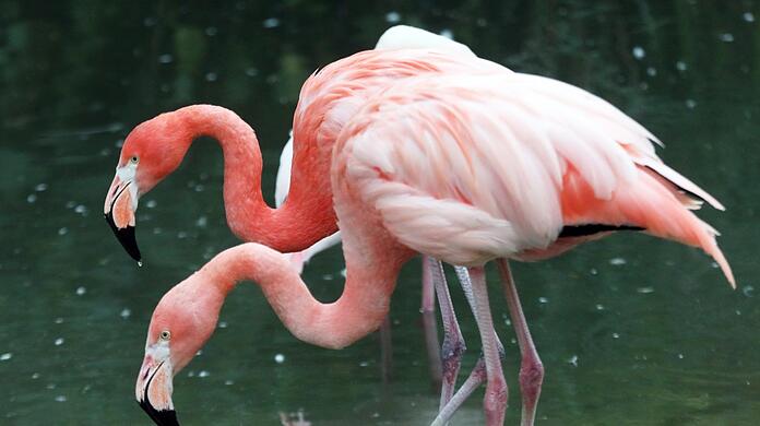 Bei den Flamingos im Tierpark Hellabrunn gibt es homosexuelle Pärchen. Für viele gilt der Flamingo als Wappentier in der queeren Community.