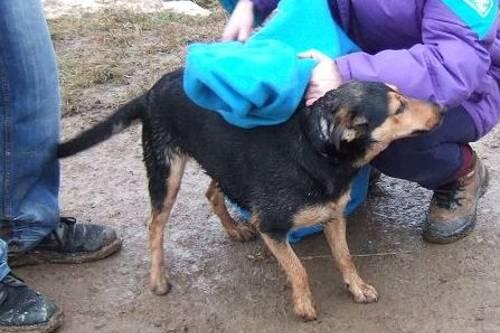 "Lolle" nach der Rettung: der Hund zittert am ganzen Leib.