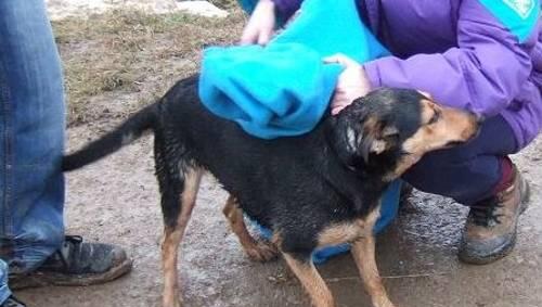 "Lolle" nach der Rettung: der Hund zittert am ganzen Leib.