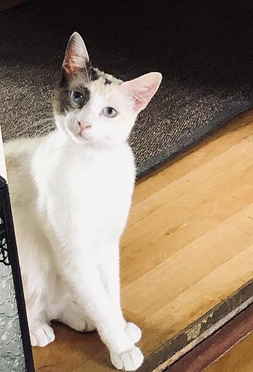 Malú