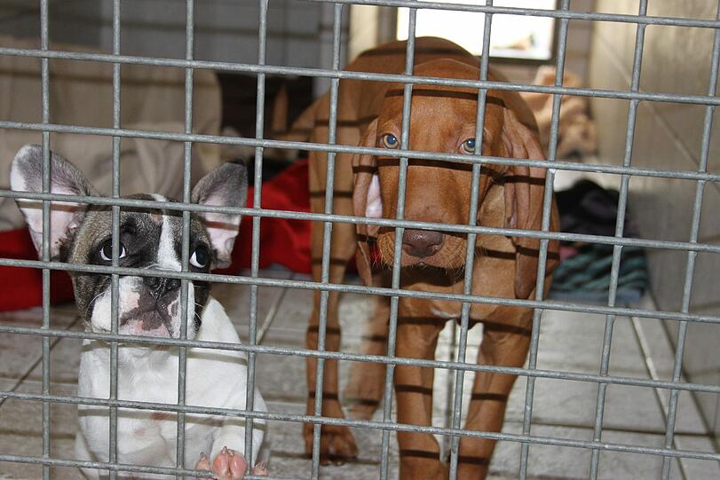 ... hatten die Hunde-Händler auch eine junge Französische Bulldogge und einen Baby-Viszla im Kofferraum.