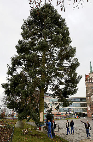 Der diesjährige Tannenbaum für den Rostocker Weihnachtsmarkt.