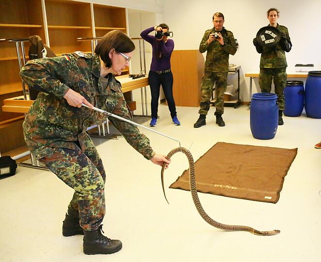 Ganz vorsichtig schiebt Oberfeldveterinärin Sabine Sauer den Haken unter die Monokelkobra, greift die Schlange am Schwanz und hebt sie hoch.